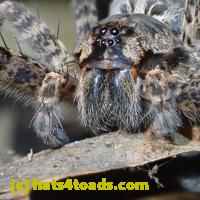 /home//u458753944/public_html/sourcegallery///////Insects and small critters/spiders and kin (Arachnida)/PB010789.JPG